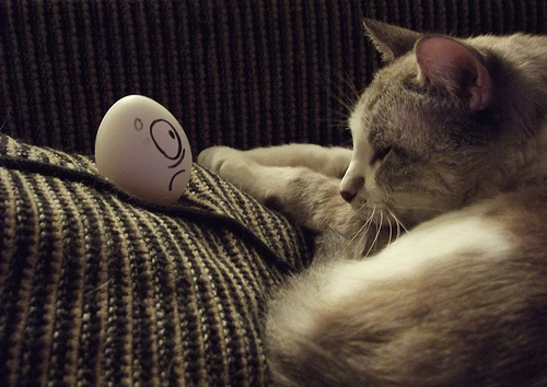 Cat and Egg